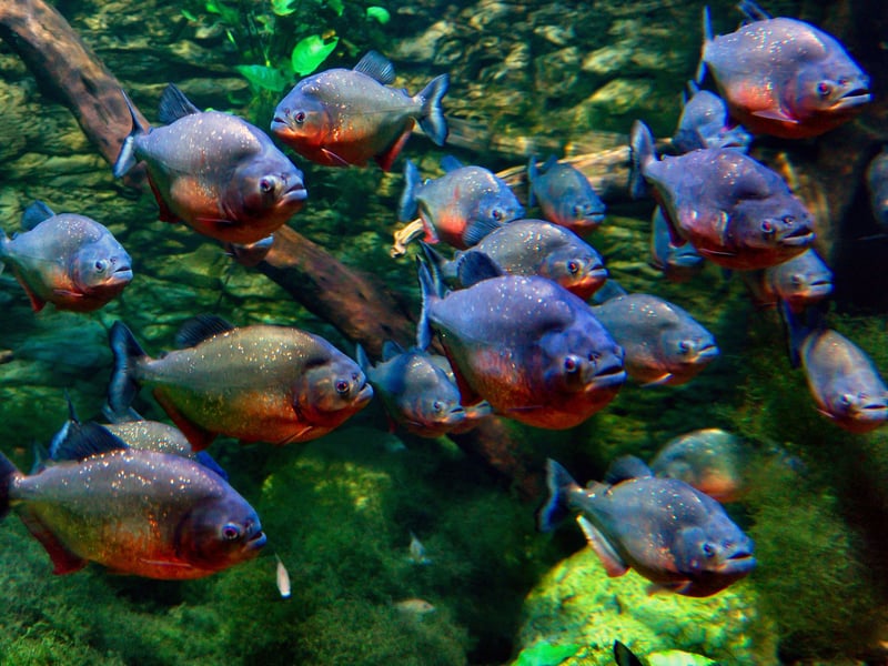 We're starting with the fish that have temperaments that make them unlikely to get on with other species of tankmates. In news that will surprise nobody, the notorious Piranha isn't the sort of fish that mixes well with others. There are a number of different species which grow to different sizes, but all of them have razor-sharp teeth meaning you should also be careful where you put your fingers.