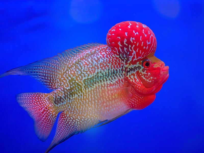 Originally from Southeast Asia, the Flowerhorn Cichlid is a stunning fish but its aggressive and territorial nature means they aren't suitable for community tanks. These are fish best kept on their own or with perhaps one other similarly-sized fish of the same species. Luckily they are so beautiful you might not want any other fish. 