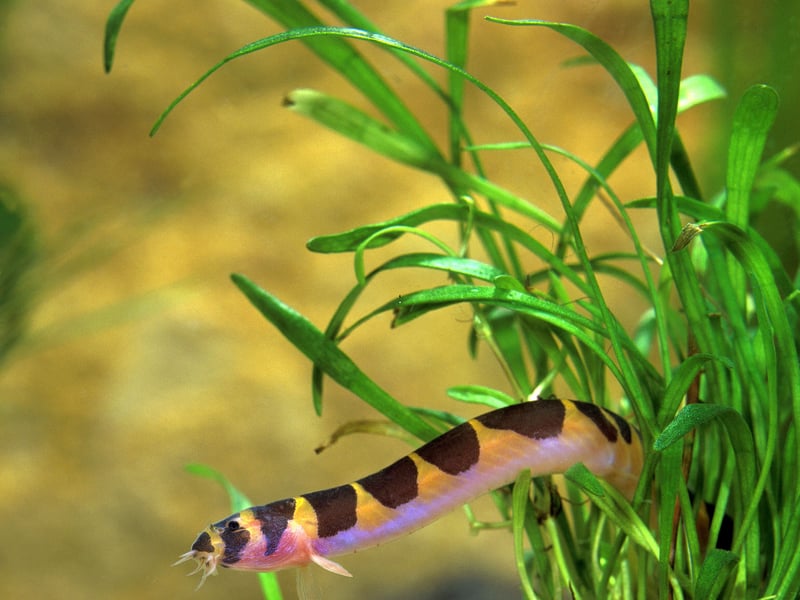 Native to the island of Java in Indonesia, the colourful eel-like Kuhli Loach tend to hide away during the day - coming out in the evening to scavenge food from the bottom of the tank. Thay may not exactly be happy-go-lucky sociable fish, but that doesn't mean they are in any way aggressive. Easy to look after, just make sure they have plenty of hidey-holes to retire to. 