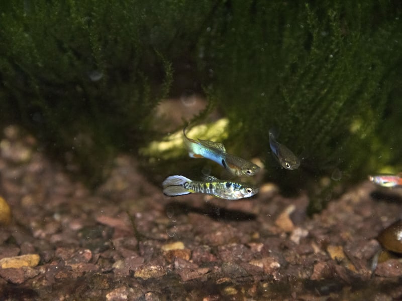 These tiny Guppy-esque fish are simple to breed and even easier to take care of. Their diminuative size means they are a great choice for first-time aquariasts who only have room for a small tank. When you're this small, there's probably not much point in being aggressive - but that's not one of their characteristics in any event. Sociable wee fish, you'll be wanting a small shoal of them.