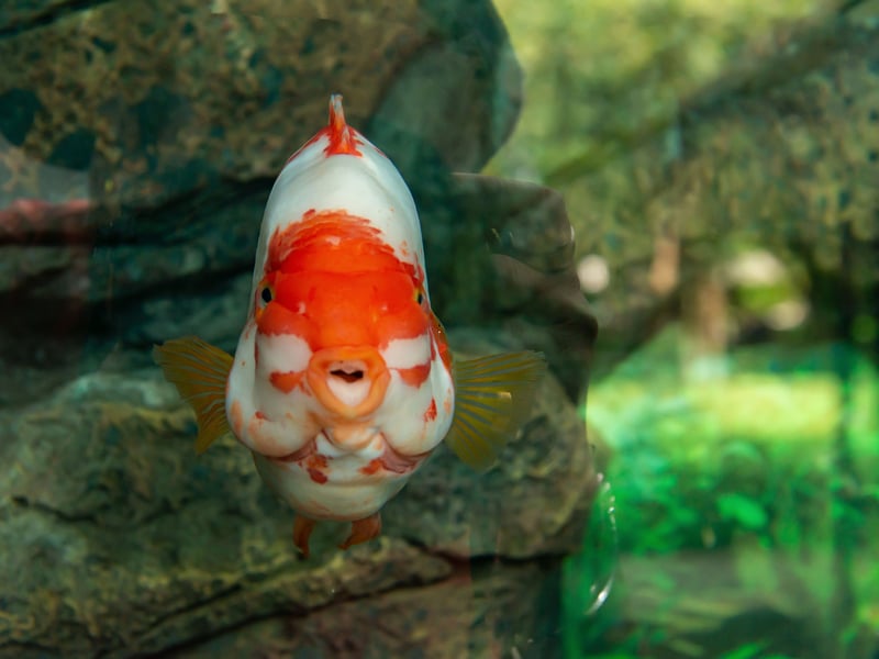 Not content with being aggressive to other fish, the Red Devil Cichlid is also known for attacking everything from tank decorations to plants. They are tremendously charismatic fish though and a joy to own - just don't expect them to have any finned friends. 
