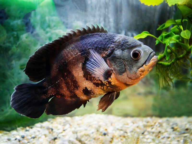 Another species of aggressive cichlid, the Oscar Fish is a natural born bully that will happily eat small fish by the shoalful. If you are going to keep other fish with them they need to be of a similar size and of an equally aggressive nature. 