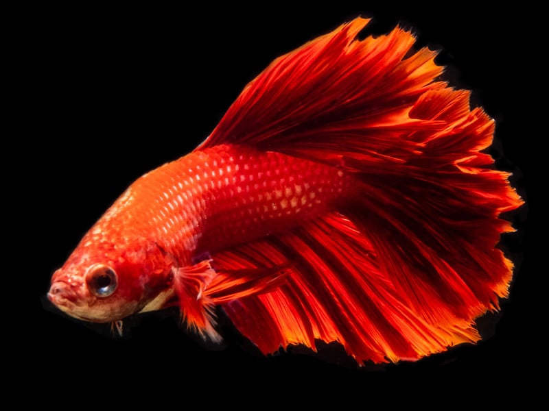 Like humans, the majority of aggression in beautiful Betta Fish is confined to the males - giving them their alternative name of Siamese Fighting Fish. Males can become aggressive even if they are able to see a competing Betta Fish in another tank. 