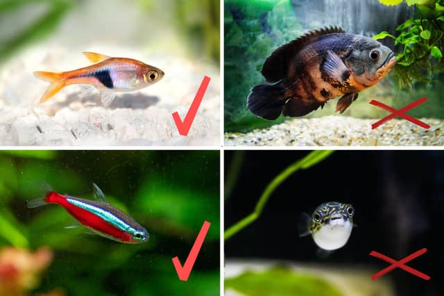 Some fish mix well with others - while others don't.