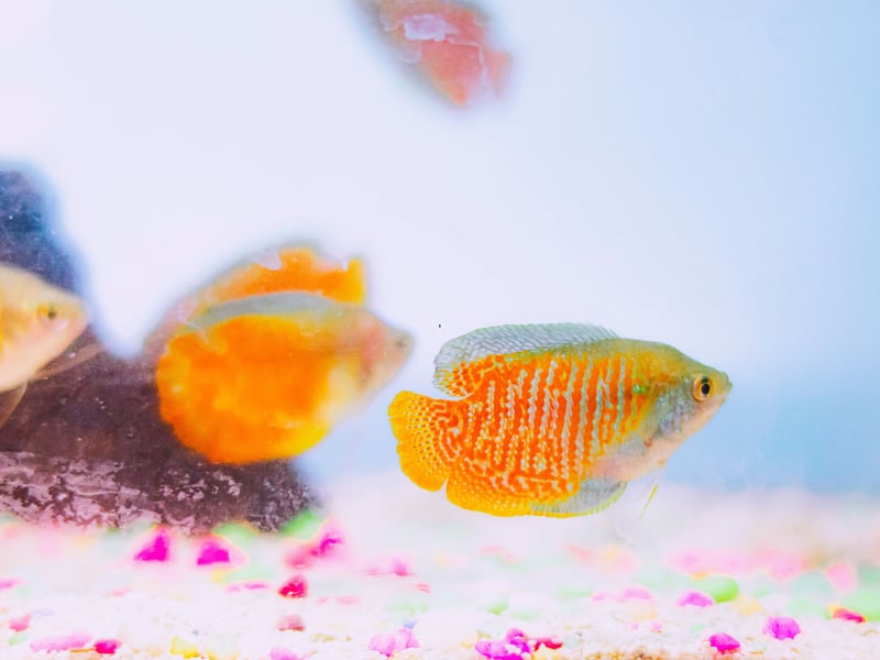 Highly prized for their stunning colours, the Dwarf Gouramis only grows up to 2.5 inches in length and will be happy in either hard or soft water - and with any other non-aggressive fish. The South Asian fish breathes directly from the atmosphere so needs easy access to the surface. They will live for up to four years with very little fuss - just make sure to keep their water clean otherwise they may contract diseases. 