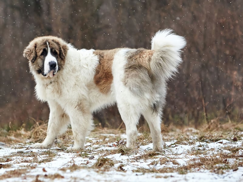 There was also a single registration of a Pyrenean Mastiff last year. The Spanish breed was traditionally used to protect flocks during their annual journey to high summer pastures.