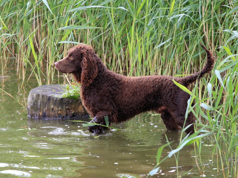 The rarest breed of spaniel in the UK is the American Water Spaniel - with one Kennel Club registration last year. It was developed in the American state of Wisconsin in the 19th century, where it remains the official state dog.
