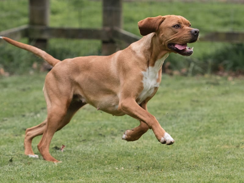 Not a single Portuguese Pointing Dog was registered last year. It's a specialist hunting dog used in Portugal or to help bag red-legged partridge.