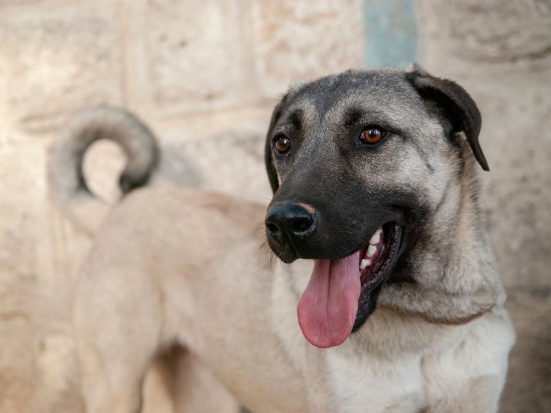 The Kangal Shepherd Dog is a fearsome Turkish breed used to fend off wolves trying to attack flocks of sheep. They've been imported to African countries where they successfully guard livestock fom cheetahs. Not much use for that in the UK though - hence there being no registrations of the breed last year.
