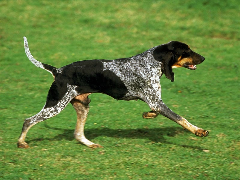 Also known as the Great Gascony Blue, the Grand Bleu de Gascogne, is a French breed of scenthound bred to hunt in packs. It's an unusual sight in the UK, with just one registered with the Kennel Club last year. 