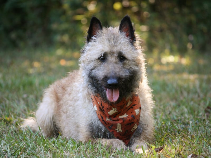 The Lakenois is one of four types of Belgian Shepherd - the others being the Groenendael, the Malinois and the Tervuren. Easy to distinguish from the others due to its rough hair, not a single one was registered last year.