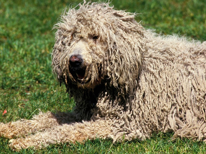 Another Hungarian breed that wasn't registered a single time in the UK last year is the Komondor. Declared as a national treasure in Hungary, it was traditionally used as a sheepdog and are easy to spot thanks to their 'mop' coat.