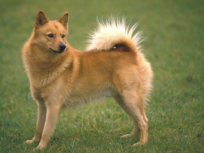 There was a single Finnish Spitz registered last year. It's still used as a hunting dog in its native Finland (where it's the national dog), and is adept at barking and 'pointing' at prey. 