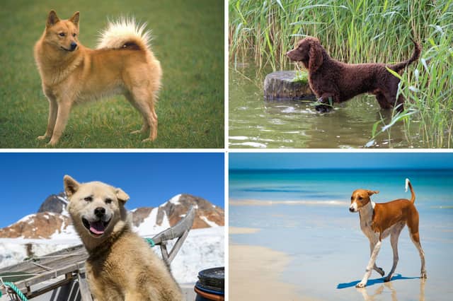 Four of the UK's rarest breeds of dog.