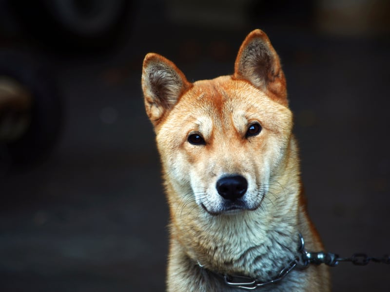 South Korea are very protective of their Jindo dogs - with only those born on the island on Jindo able to be registered, and even then only after an inspection. They have a reputation for being great tracker dogs, but not a single pup was registered in the UK last year.