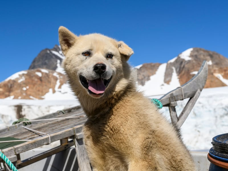 A classic sled dog considered culturally important in its titular native land, the Greenland Dog originated in Siberia over a thousand years ago. There's not much use for sleds in the UK - perhaps explaining the single registration last year.