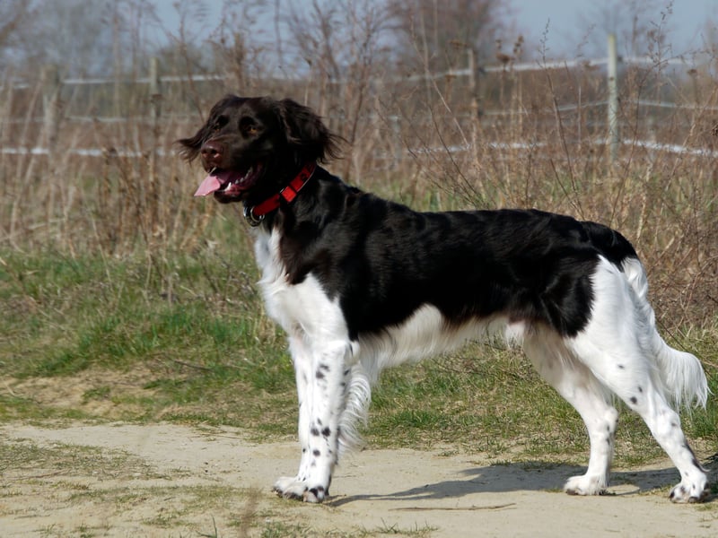 The Small Munsterlander is another member of the 'one registration' club. It's named after the Münster area of Germany from which it originated.