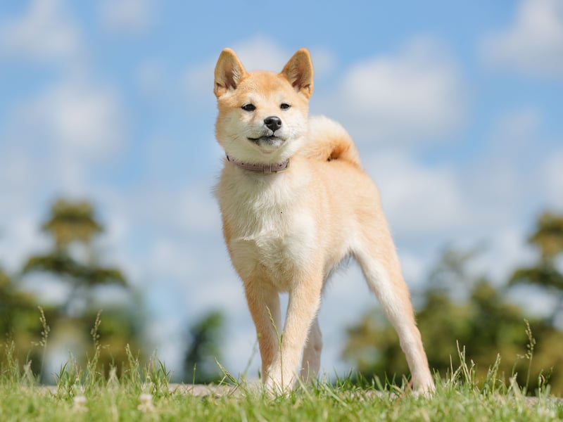 The Canaan Dog is the national dog of Israel and was bred in the 20th century from semiwild dogs native to the area since biblical times. None were registered in the UK last year.