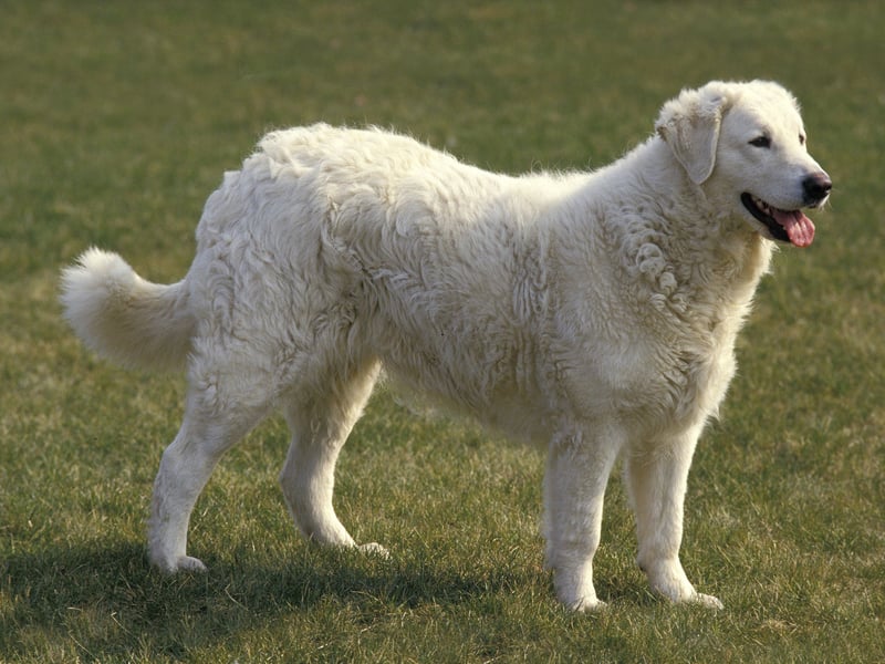 The Kuvasz is a Hungarian breed  which was used to guard the country's royal family back in the day. They are now a popular family pet, although not in the UK where none were registered last year.