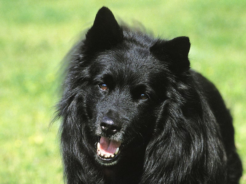 One of the oldest breeds in Sweden, the Swedish Lapphund is used by the Sami people for herding and guarding their reindeer. None were registered in the UK last year.