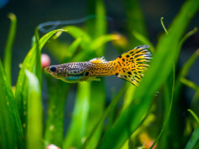 
One of the world's most popular - and colourful - fropical fish, the Guppies are lively, brightly colored fish that may visit other parts of their aquarium home, but are happiest near the top of the water. They’re prolific breeders - don't be surprised if you wake up one morning to numerous baby Guppies - and a perfect fish for complete beginners.