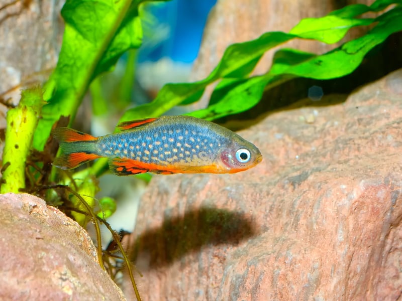 Celestial Pearl Danios, sometimes known as Galaxy Fish, are shimmering, hardy fish that love swimming near the surface of the aquarium - rarely venturing to the bottom half of the tank. They’re active, peaceful, and easy to care for, making them ideal for both beginners and experienced aquarists alike. 