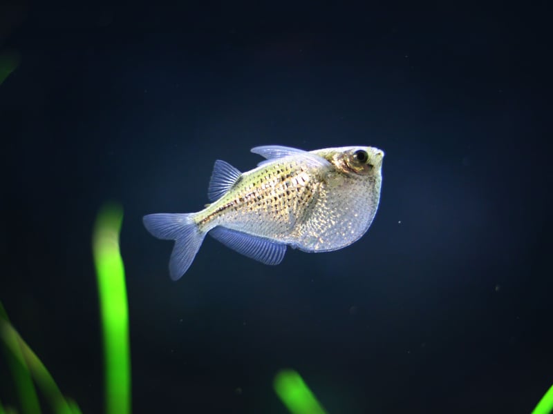 Moving to the fish that will stick to the top of your tank. Hatchetfish are peaceful, silver-bodied fish with a unique hatchet-shaped body - they certainly are in no danger of being mistaken for any other fishy friend. They love staying at the surface but are excellent jumpers, so ensure you have a tight-fitting lid to avoid fishy-disasters. 