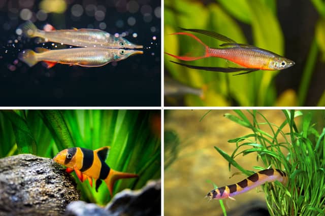 Top and bottom dwelling fish, top and bottom.
