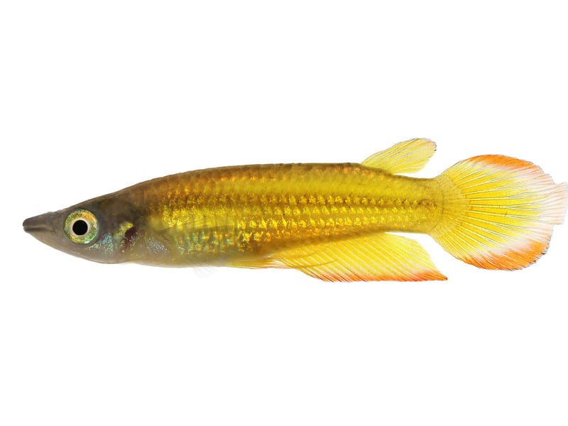 Golden Wonder Killifish are shimmering, golden-green surface fish with a calm yet predatory nature - best not put smaller fish in with them or they might be gobbled up. They need a covered tank due to their jumping ability and prefer calm, plant-rich environments.