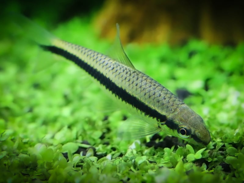The Siamese Algae Eater is very much a fish that 'does what it says on the tin' - gobbling up algae all day long. Simple to care for they are perfect for beginners and get on with pretty much anybody else they are sharing a tank with. 