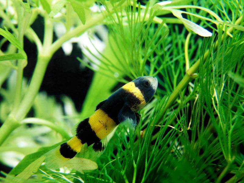 And the award for cutest bottom-dweller goes to...the adorable Bumblebee Goby. These wee fish make it look like you have bees shooting around the bottom of your aquarium. They can be picked on by other fish so best have a few of them so they can form a gang to protect each other. 
