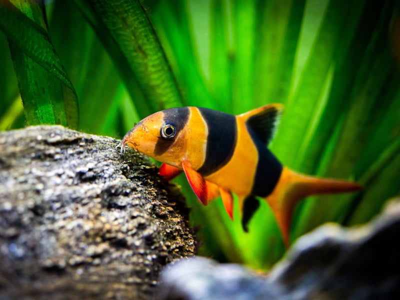 Another fish that's great for cleaning up in large aquariums (they need a tank of at least 75 gallons), the spectacularly-coloured Clown Loach love a home with plenty of hiding places. Highly sociable, they are happy in groups of at least five. 