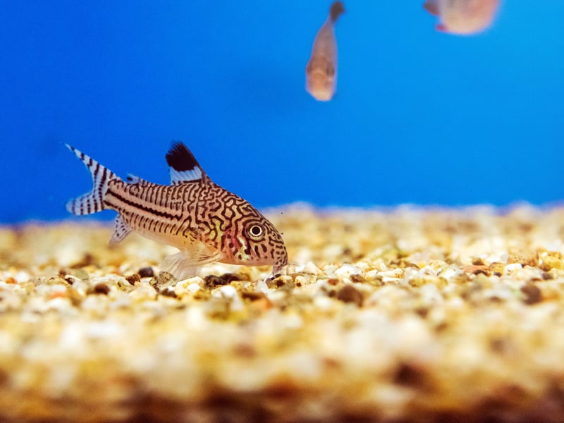 We're starting with the amazing fish that will stick to the bottom of your tank. Corydoras catfish are very chilled and non-aggressive bottom-dwelling fish that thrive in community aquariums. There are a number of varieties such as the Bronze Cory and Panda Cory, all with the same great temperament. They enjoy living in groups of at least six so they always have a few pals around.