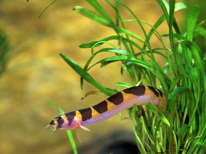 For something a bit unusual, add a few Kuhli Loach to your community tank. These peaceful, eel-like fish thrive in groups and enjoy burrowing in the substrate. They are nocturnal and prefer a well-planted tank with hiding spots. They are excellent at cleaning up leftover food but should be fed sinking pellets to ensure they receive adequate nutrition.