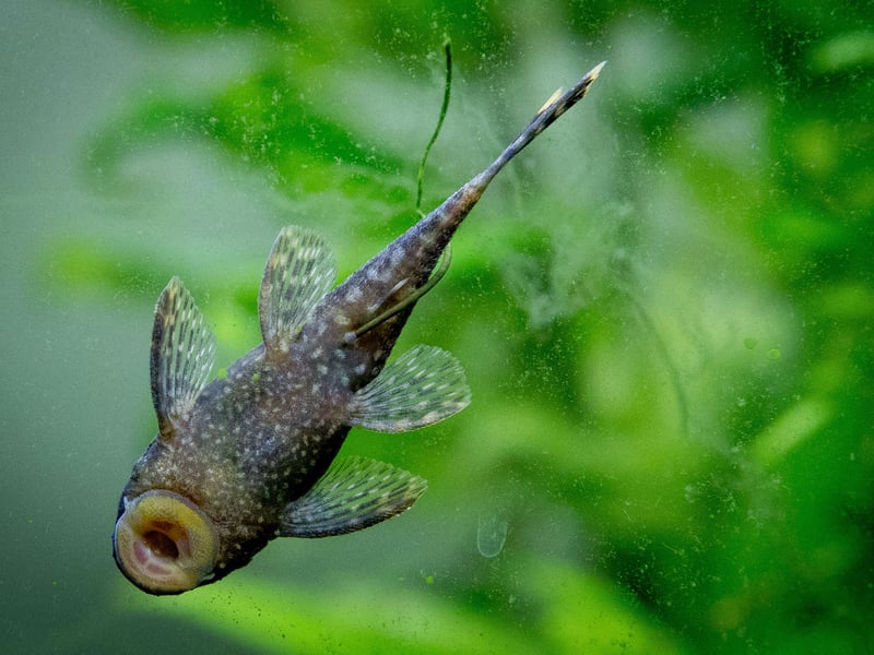 Amazingly camoflagued - you could be forgiven for thinking they're a rock - Bristlenose Plecos are peaceful algae eaters that help maintain a clean tank. Unlike the Common Plecos, they stay relatively small, making them more suitable for home community aquariums. Pop a piece of driftwood in their tank so they can enjoy grazing on it.