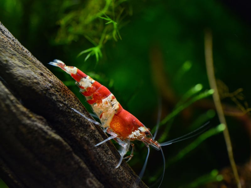 They may not technically be fish, but tiny Crystal Bee Shrimp make a great addition to any aquarium. It's fascinating to see then scuttling around the bottom of the tank, cleaning as they go, and they don't tend to bother the fish.