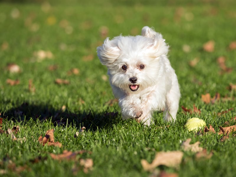 When does happiness spill over into naughtiness? That's the line the Maltese tends to tred on most days - they can get into some tight spots due to a level of fearless belied by their small stature but mo matter what scrapes they get into, they'll always respond in good humour. It's hard to stay angry at that cheery wee face. 