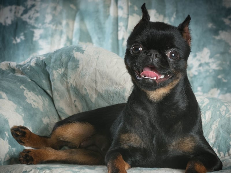 Another small dog breed overflowing with joie de vivre is the cheeky Brussels Griffon. Sometimes their cheeriness can grow into slight self-importance, but these wee pooches could never be described as glum or introverted.