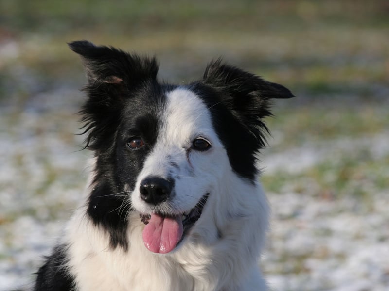 The most intelligent dog in the world is also one of the most naturally happy. We're not sure if there's any animal that's happier than one of these good dogs out for adventures with their beloved owner.