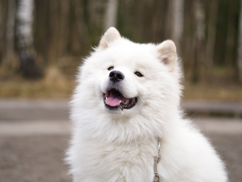 Nicknamed the 'Smiling Sammie', this breed literally looks like it’s grinning most of the time. It's the Joker of the dog world, without the evil schemes. Samoyeds are affectionate, sociable, and gentle, with a love for both play and snuggles that keeps them - and their owners - content.