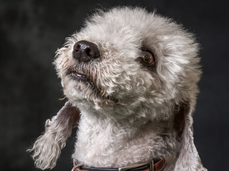 Several Bedlington Terriers have become 'Insta-famous' on social media due to their incredibly smiley faces. They may have been bred to hunt rats, but those Hollywood smiles are not more likely to catch the attention of cameras.