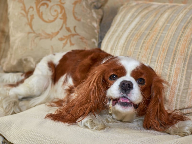 Known as the English Toy Spaniel in the USA, the Cavalier King Charles Spaniel needs very little to be entirely content. Give them a few laps of the garden, a couple of meal a day, a comfortable spot to nap and a few naps and they'll be utterly, blissfully happy.