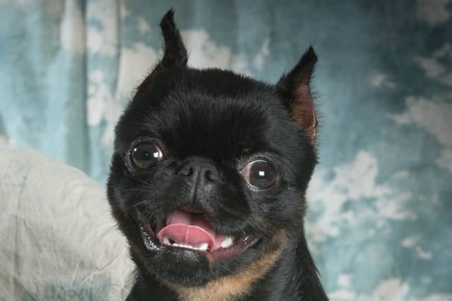 Some breeds of dog are just naturally happy.
