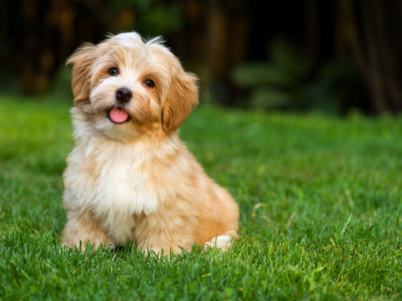 Havanese dogs are social butterflies who adore human companionship - like The Carpenters, they just want to be 'Close to You'. Their bouncy, cheerful personality and playful behavior make them thrive in loving homes where they get plenty of interaction. These happy wee dogs like being the centre of attention.