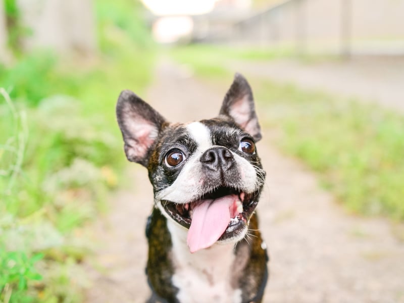 With their tuxedo-like coat and bright personality, Boston Terriers are natural entertainers - the dog that would most likely win a spot at the Royal Variety Performance. They are playful, affectionate, and humorous. Their love of clowning around and showing off, means they make everyone around them smile too.