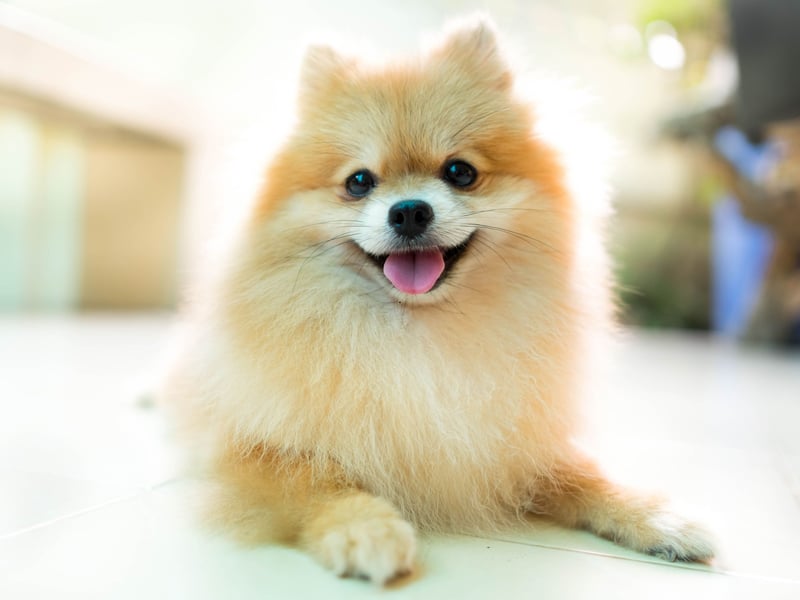 The foxy face of the Pomeranian Spitz is perfectly designed to deliver a winning smile. It's infectious too - pretty much guaranteed to get you grinning too.