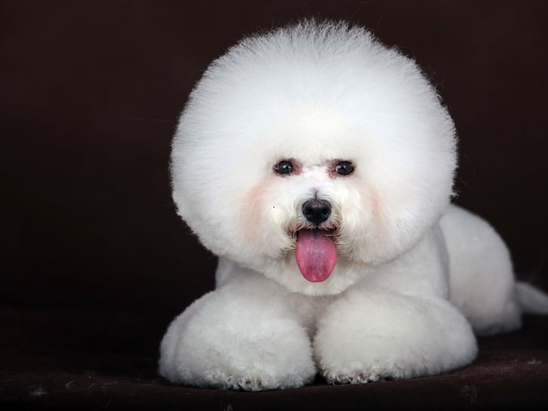The Bichon Frise is known as being a small dog with a BIG happy personality. These wee charmers are hugely affectionate and like nothing better than snuggling up with their owners - making them equally happy.