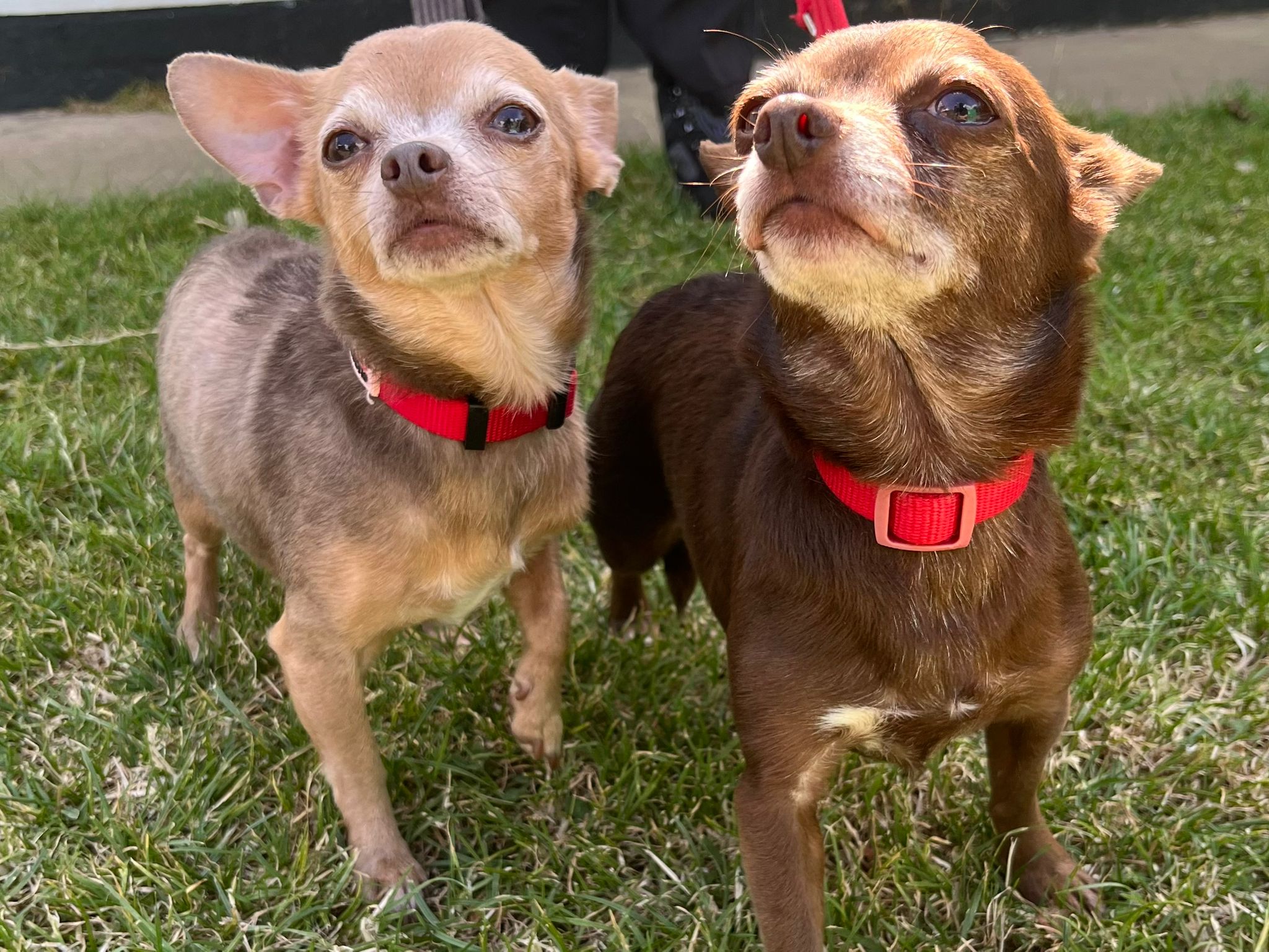 Two Rescue Dogs Princess pooches: Inseparable rescue dogs in need of forever home together
