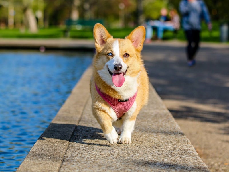 These short-legged dynamos are alert, affectionate, and playful - no wonder they were a fave of the late Queen Elizabeth II. Corgis love to work and play in equal measure, and their constant enthusiasm makes them a joy-filled breed to welcome into your family.