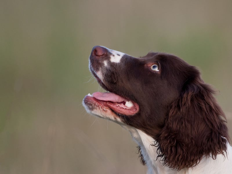 What spaniel breed is the happiest - the Cocker Spaniel or the Springer Spaniel? We reckon it's an adorable dead heat.